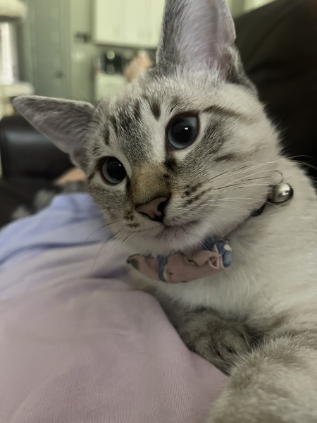 Entry image for Louis. Clicking this image will show a larger photo