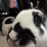 Entry image for Pongo