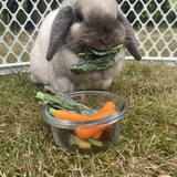 Entry image for Snowy