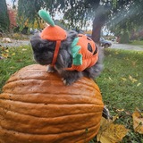 Entry image for Tahoe