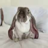 Entry image for Mable