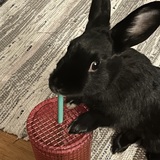 Entry image for Luna