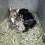 Entry image for Thumper, Butters, Winnie Winifred, Darcy, and Batman