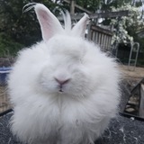 Entry image for Cotton 