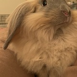 Entry image for Pom Pom