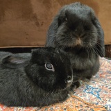 Entry image for Carl and Athena