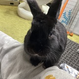 Entry image for Sumi