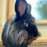 Entry image for Jun’yi