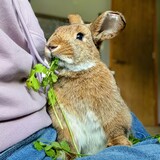 Entry image for Mister Chip