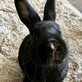 Entry image for Dottie