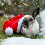 Entry image for Pepper