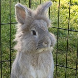 Entry image for Pickles