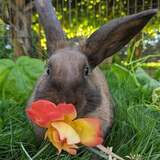 Entry image for Potato AKA Miss P