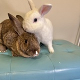 Entry image for Bumble (white) & Sweet Pea (Bunanza Alum)
