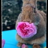 Entry image for Maxximum Rabbit