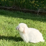 Entry image for Lightning