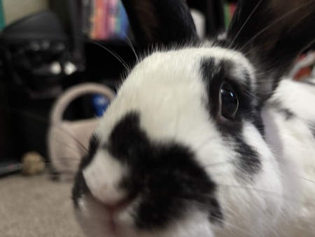 Entry image for Pongo. Clicking this image will show a larger photo