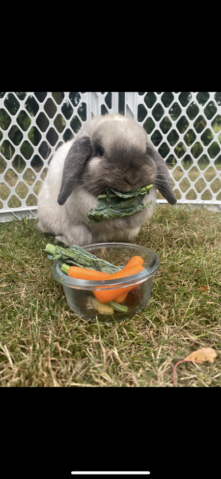 Entry image for Snowy. Clicking this image will show a larger photo