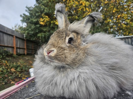 Entry image for Winnie Winifred . Clicking this image will show a larger photo