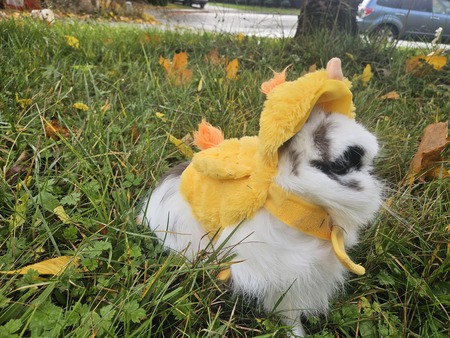 Entry image for Cloudy. Clicking this image will show a larger photo