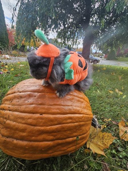 Entry image for Tahoe. Clicking this image will show a larger photo