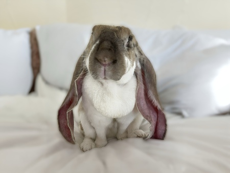 Entry image for Mable. Clicking this image will show a larger photo