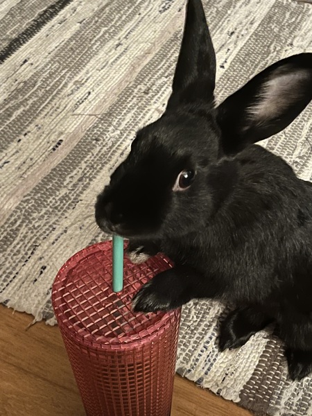 Entry image for Luna. Clicking this image will show a larger photo