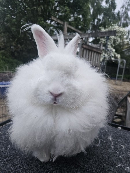 Entry image for Cotton . Clicking this image will show a larger photo