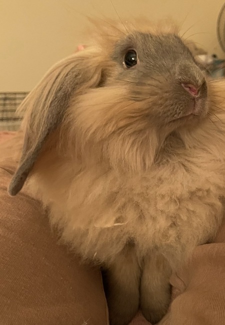 Entry image for Pom Pom. Clicking this image will show a larger photo