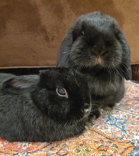 Entry image for Carl and Athena. Clicking this image will show a larger photo