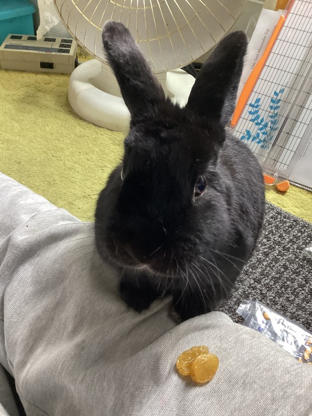 Entry image for Sumi. Clicking this image will show a larger photo