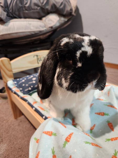 Entry image for Tux. Clicking this image will show a larger photo