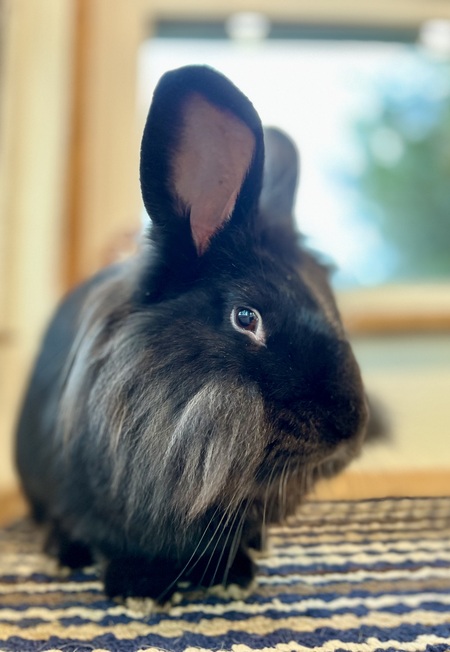 Entry image for Jun’yi. Clicking this image will show a larger photo