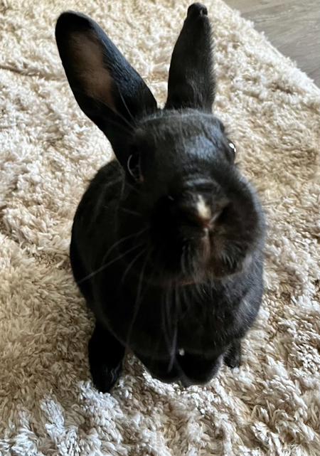 Entry image for Dottie. Clicking this image will show a larger photo