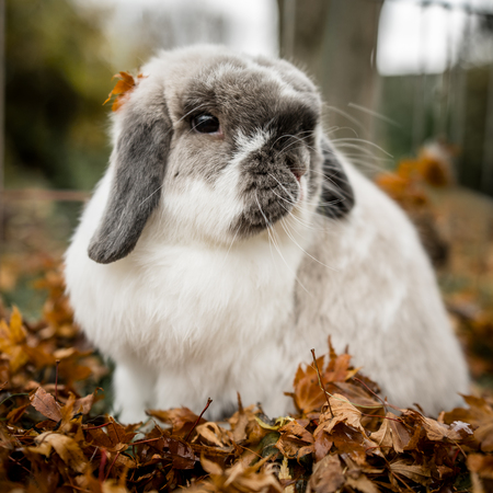 Entry image for Lou. Clicking this image will show a larger photo