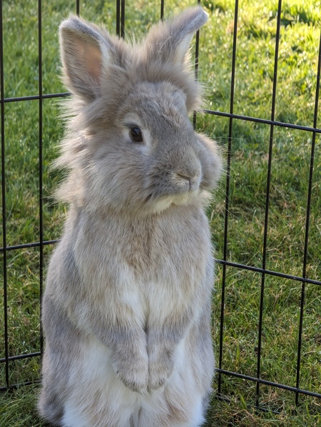 Entry image for Pickles. Clicking this image will show a larger photo