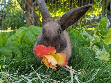 Entry image for Potato AKA Miss P. Clicking this image will show a larger photo