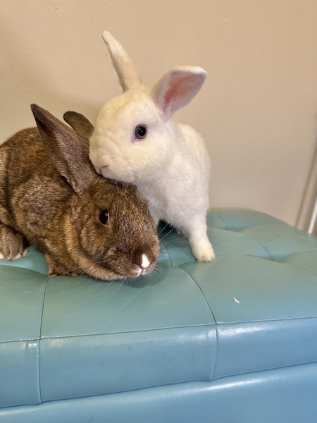 Entry image for Bumble (white) & Sweet Pea (Bunanza Alum). Clicking this image will show a larger photo