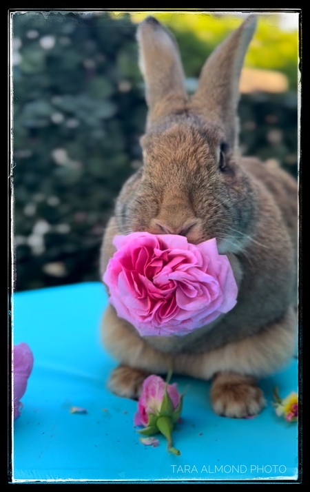 Entry image for Maxximum Rabbit. Clicking this image will show a larger photo