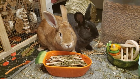 Entry image for Butterscotch and Blackberry. Clicking this image will show a larger photo