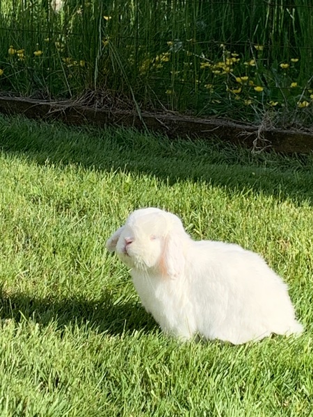 Entry image for Lightning. Clicking this image will show a larger photo