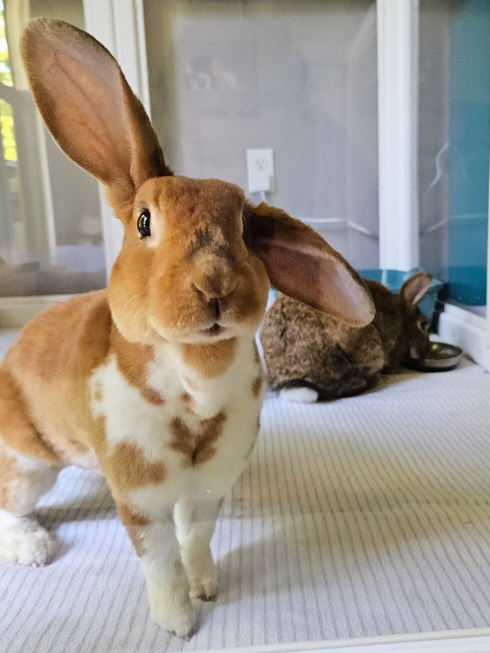 Vote for Mama Mable | 2026 Bunanza Rabbit Rescue Calendar