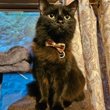 Entry image for Magik