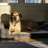 Entry image for Lexi