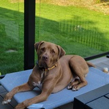 Entry image for Cobi