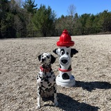 Entry image for Basil