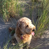 Entry image for Ginger