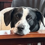 Entry image for Felix