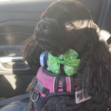 Entry image for Coco