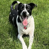 Entry image for Milo 